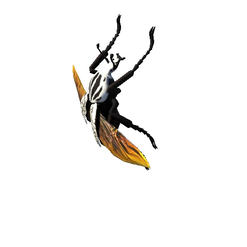 Beetle goliath